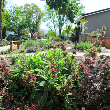 Shank Residence - Front Yard - Almaden, San Jose, California