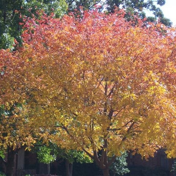 Trees We Love for North Texas