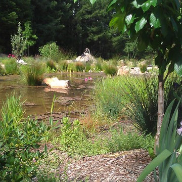 Natural pond