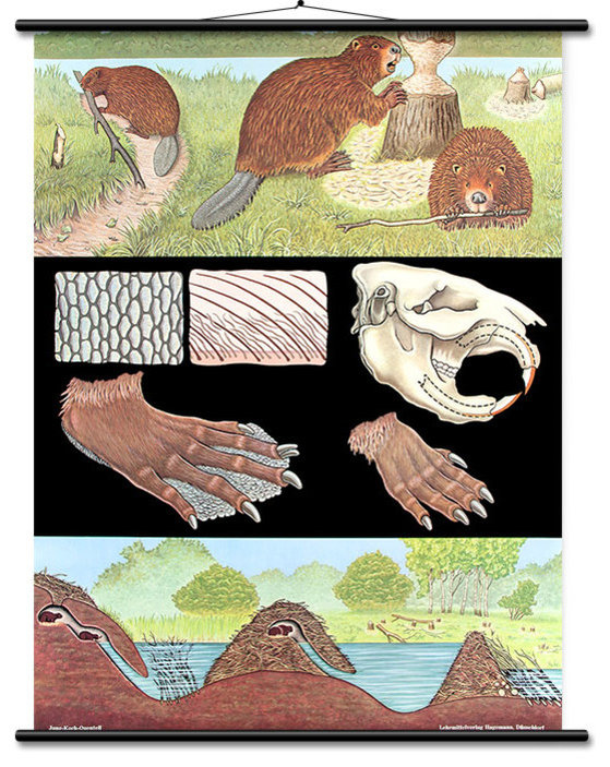 Educational Wall Chart Beaver Contemporary Prints And Posters by