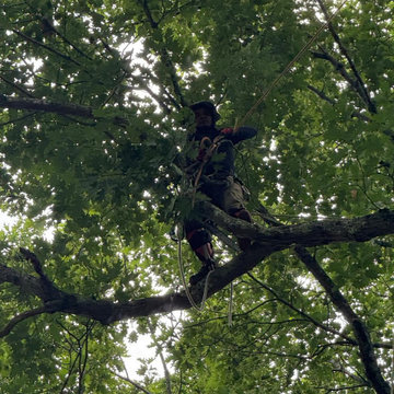 Professional Tree Climbing, Trimming, and Removal Work