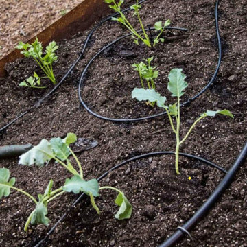 Organic Drip Irrigation