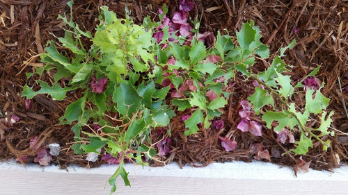 What Is Eating My Bougainvilleas