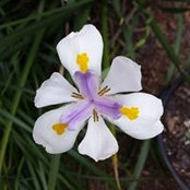 Donna Skippers foto