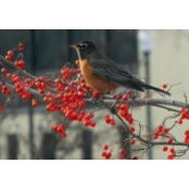 Carolyn Kielman-Gossard's photo