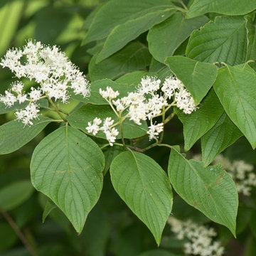 Roundleaf Dogwood