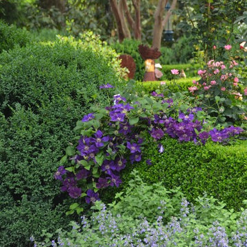 Clematis, Catmint, and Boxwoods