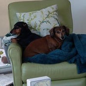Cynthia Piehler's photo