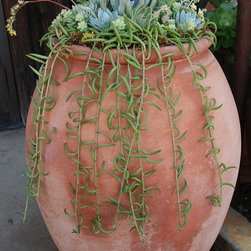 Terracotta and Succulents - Products