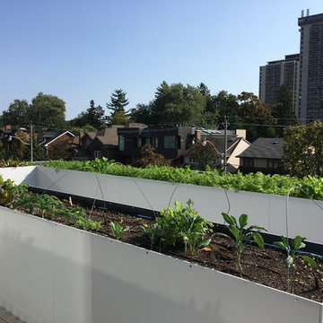 Urban Farm