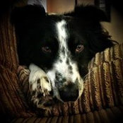 Tired Pup's photo
