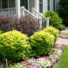 caroline ave - landscaping