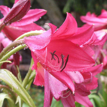 ‘Ellen Bosanquet’ Crinum Crinum 'Ellen Bosanquet'