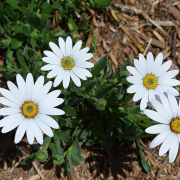 Great Plants For Colorado