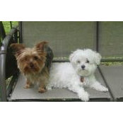 Ellen Shearer's photo