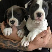 Foto von SolidAmstaff Kennels
