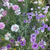 Amy Neubauer's photo