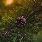 Colleen Hoeg's photo