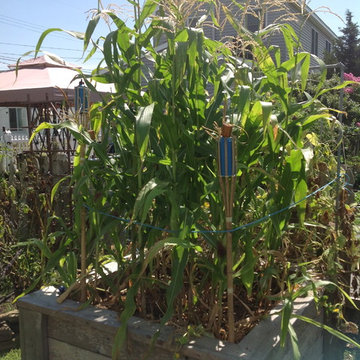 Vegetable & Herb Gardens