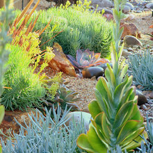 Front Yard Garden