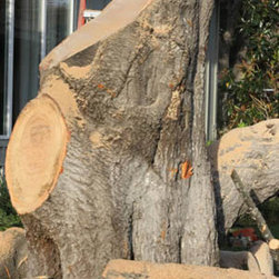 cut down a damaged tree service - Products