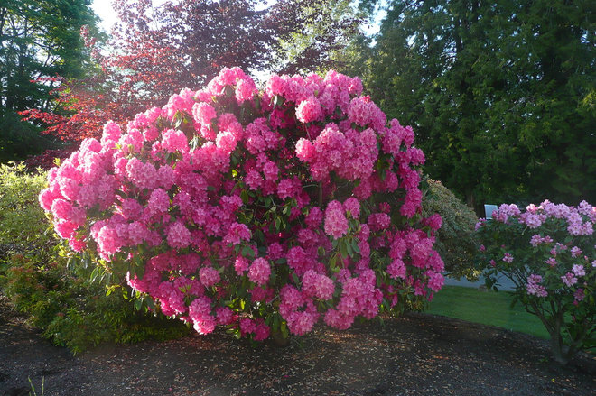 Classico Giardino Frenchflair