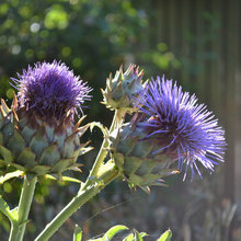 cardoon