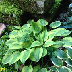 Hosta - Products