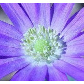 Susan Adey's photo