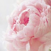 Shereen Bourkes billede