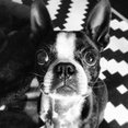 JHoshDesigns's profile photo