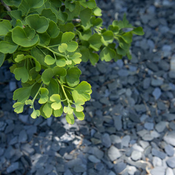 Contemporary Front Landscape - Mequon