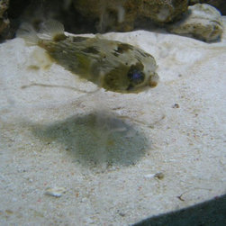 Fresh water and marine fish - Products