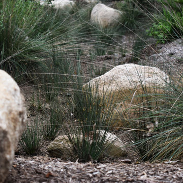 Poway Low Water Landscape