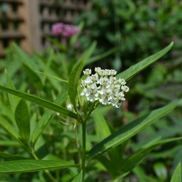 Swamp Milkweed 'Ice Ballet' Cultivar in rain garden