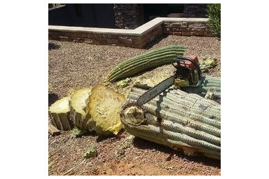 Cactus Removal in Scottsdale, AZ