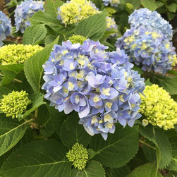 Nantucket Blue&trade; Hydrangea - Products