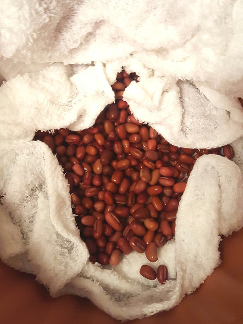 Bean sprout experiment