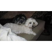 lizzy lefts foto