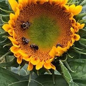 Jan Holzman's photo