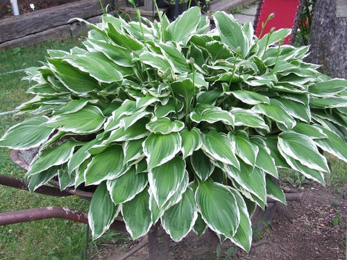 Nevermind Hosta in a Barrel...Go for Hosta in a Wheelbarrow