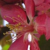 Sharon Lewis's photo