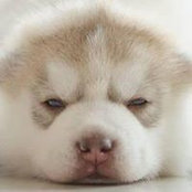 Foto de Đá Bò