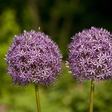 yard/flowers