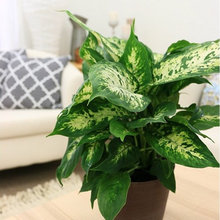 Favourite Plants