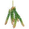 Jelly Bean Succulent (Pack Of 12)