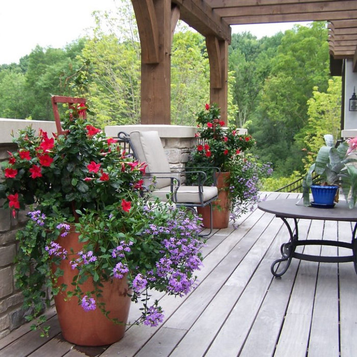 Potted Pots of Peter Atkins and Associates with Red Lantana, Verbena, Ivy in Clay Urns on Porch