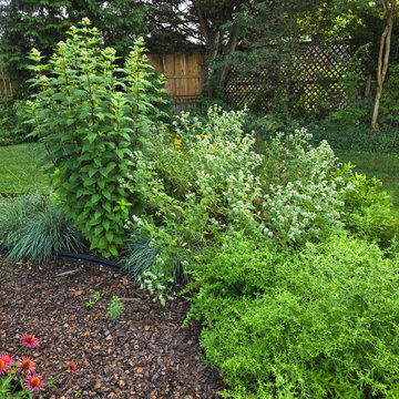 Established Native Plant Side Garden | Fairfax, VA