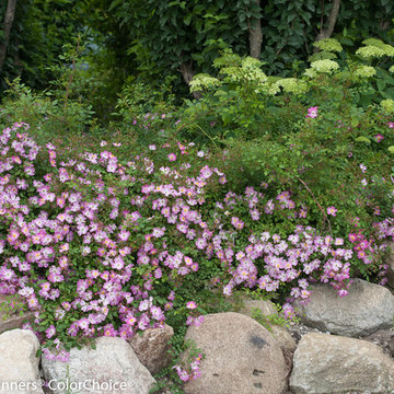 Oso Easy® Fragrant Spreader Landscape Rose