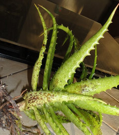 Aloe dorotheae - is this normal? | Houzz Forum